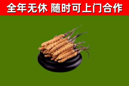 沂南回收冬虫夏草